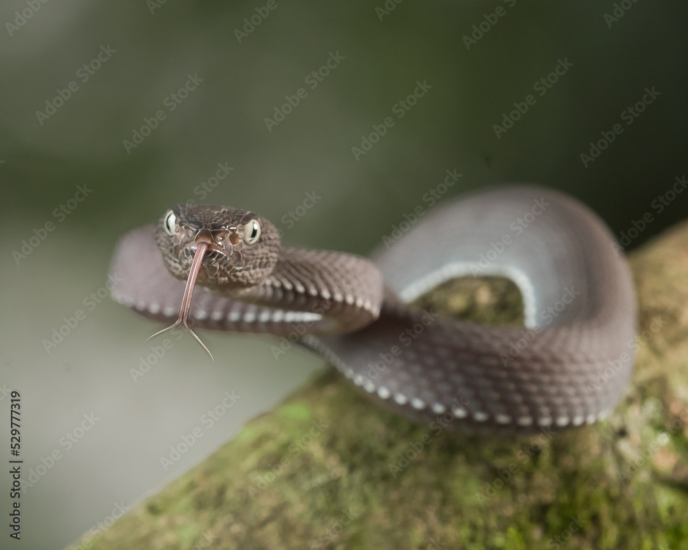 snake in the grass snake in the grass