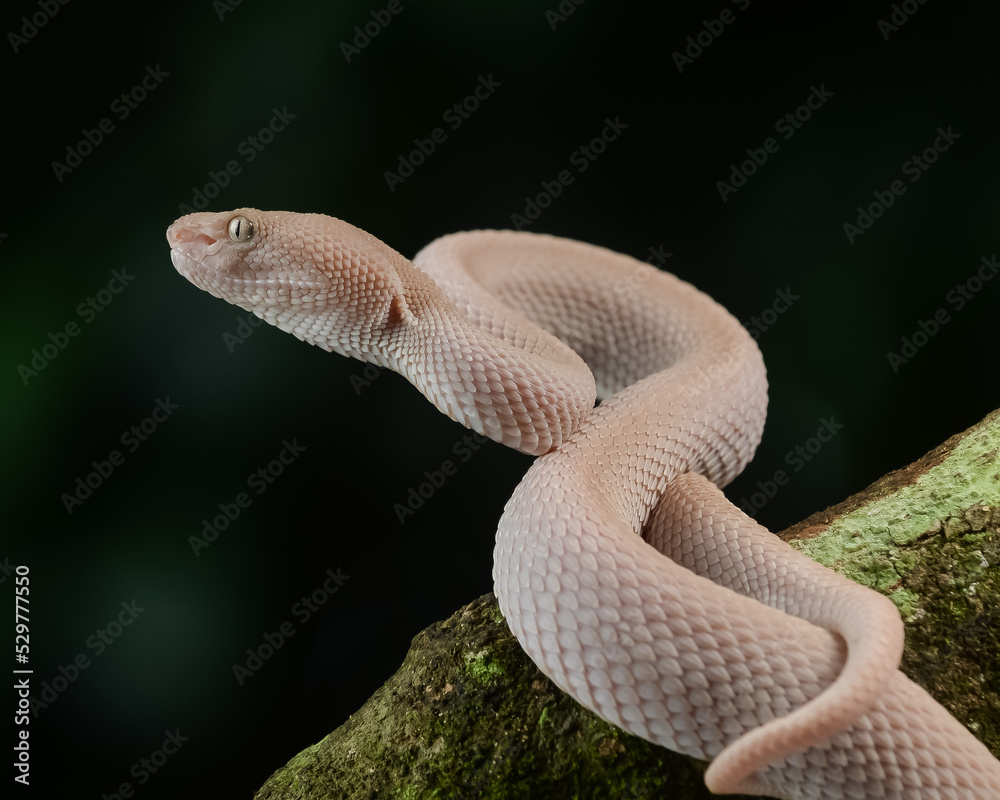 Fototapeta premium snake in the garden