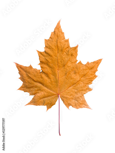 single isolated golden maple leaf