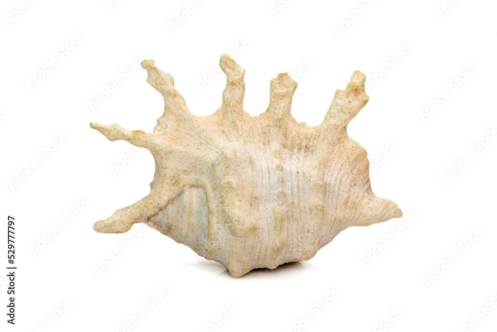 Image of lambis scorpius sea shell, common name the scorpion conch or scorpion spider conch, is a species of large sea snail, a marine gastropod mollusk in the family Strombidae, the true conchs. Image of lambis scorpius sea shell, common name the scorpion conch or scorpion spider conch, is a species of large sea snail, a marine gastropod mollusk in the family Strombidae, the true conchs.