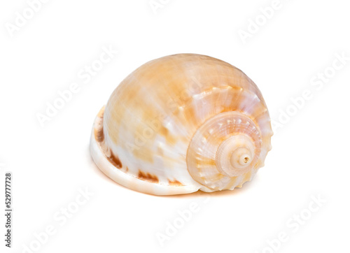 Image of phalium glaucum shell, common name the grey bonnet or glaucus bonnet, is a species of large sea snail, a marine gastropod mollusk in the family Cassidae, the helmet snails and bonnet snails.