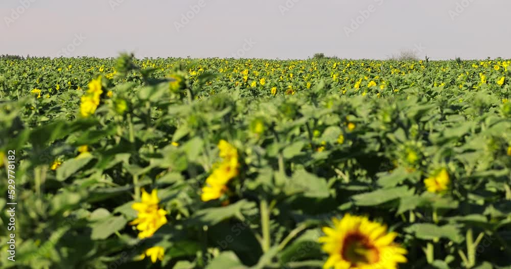 Beautiful blooming flowers sunflowers in the field, sunflowers are pollinated by bees during flowering in summer