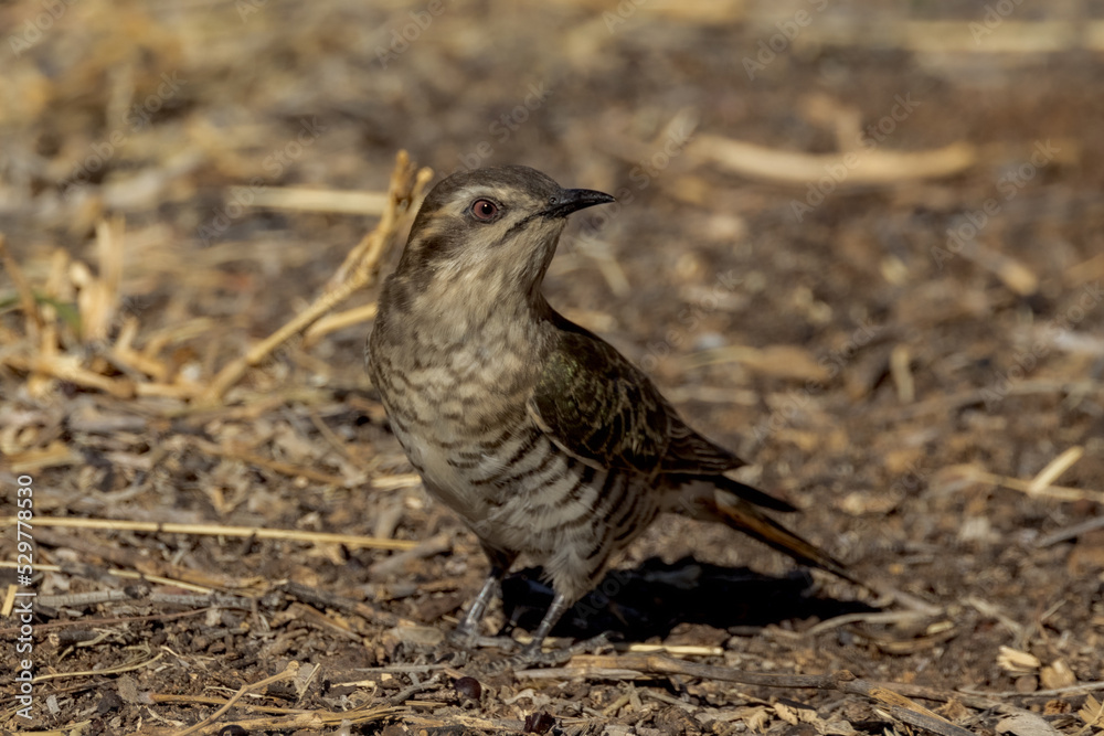 Fototapeta premium Horsfield's Bronze-Cuckoo in Northern Territory Australia