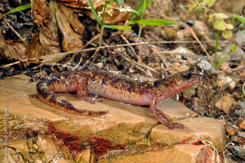 Monte Albo cave salamander // Monte-Albo-Höhlensalamander (Speleomantes flavus / Hydromantes flavus) - Sardinia, Italy