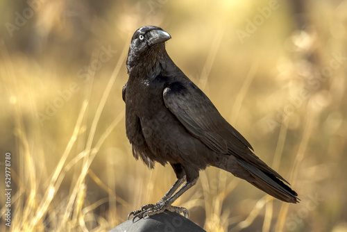 Little Crow in Northern Territory Australia