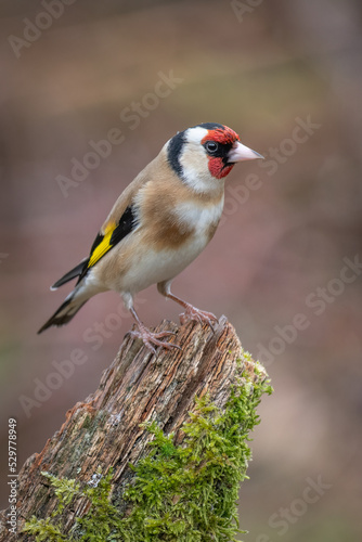 A profile close up portrait of a european goldfinch, carduelis,  perched on an old tree stump © alan1951