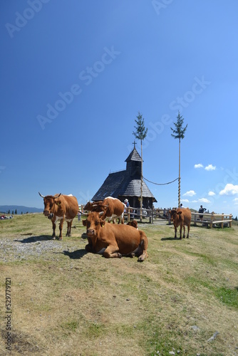 cows near church