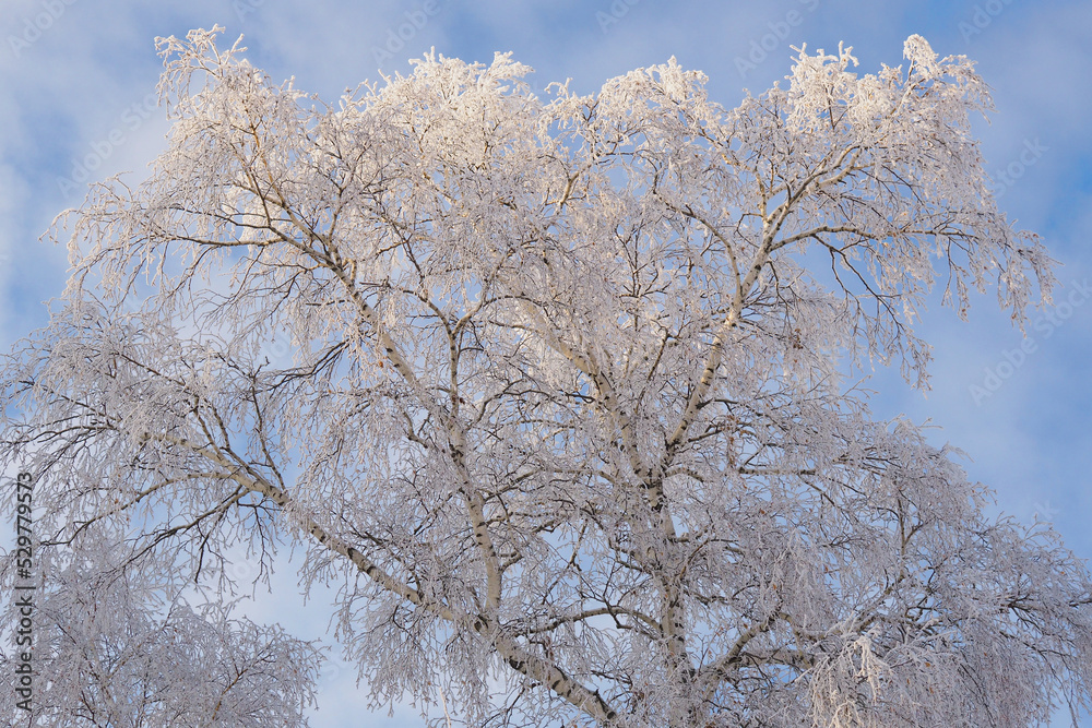 A tree with branches covered with fresh snow. The crown of a birch against a cloudy blue and white sky in winter. Background or illustration on the theme of a frosty winter day and cold season A tree with branches covered with fresh snow. The crown of a birch against a cloudy blue and white sky in winter. Background or illustration on the theme of a frosty winter day and cold season