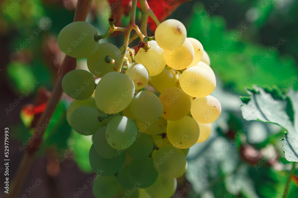 Golden bunch of grapes . Sweet grape fruits Golden bunch of grapes . Sweet grape fruits