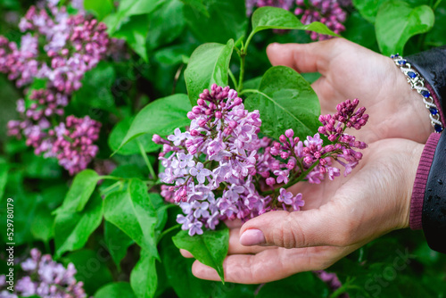 Close up hands of woman with purple lilac flowers and drops of rain.