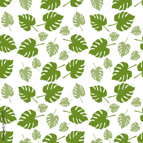Set of green leaves monstera isolated.