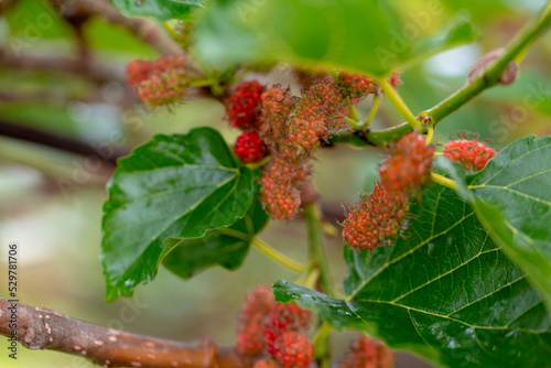 Close up photo of mulberry with blur background.