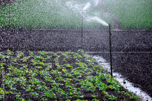 vegetables seedlings watering  agriculture farm in Terre Rouge  Pamplemousses district  Mauritius  Africa