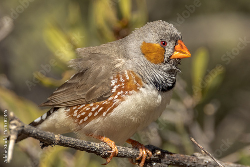 Zebra Finch in Northern Territory Australia