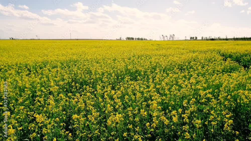 Rapeseed field with bright yellow flowers on a windy sunny day Rapeseed field with bright yellow flowers on a windy sunny day