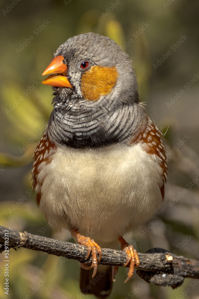 Zebra Finch in Northern Territory Australia Zebra Finch in Northern Territory Australia