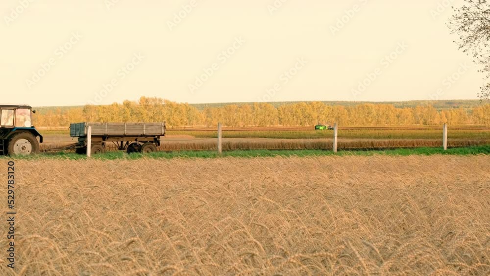 Tractor rides on wheat floor at sunset