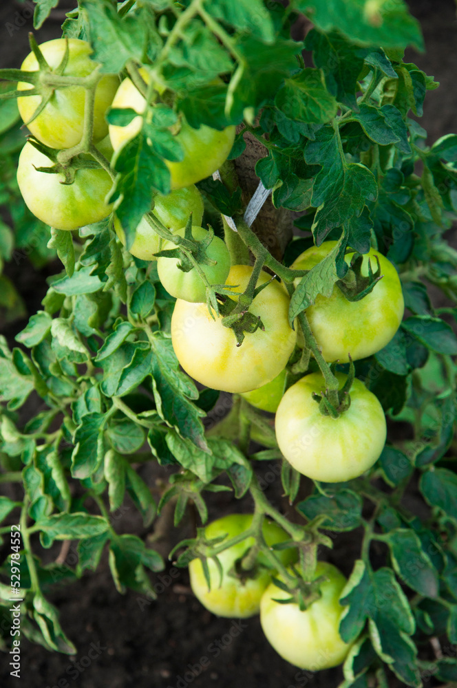 green tomatoes on the bushes. the concept of growing tomatoes. unripe vegetables in the garden. green tomatoes on the bushes. the concept of growing tomatoes. unripe vegetables in the garden.