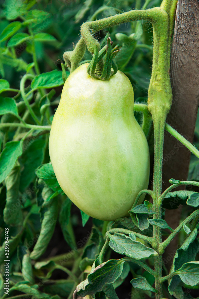 green tomatoes on the bushes. the concept of growing tomatoes. unripe vegetables in the garden. green tomatoes on the bushes. the concept of growing tomatoes. unripe vegetables in the garden.