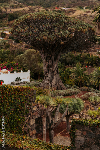 monkey tree