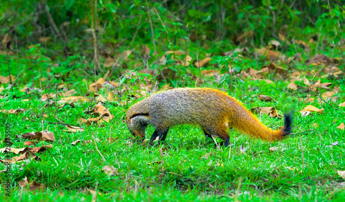 Small predator, mammal, Stripe-necked Mongoose, Urva vitticolla prowling with copy space photo