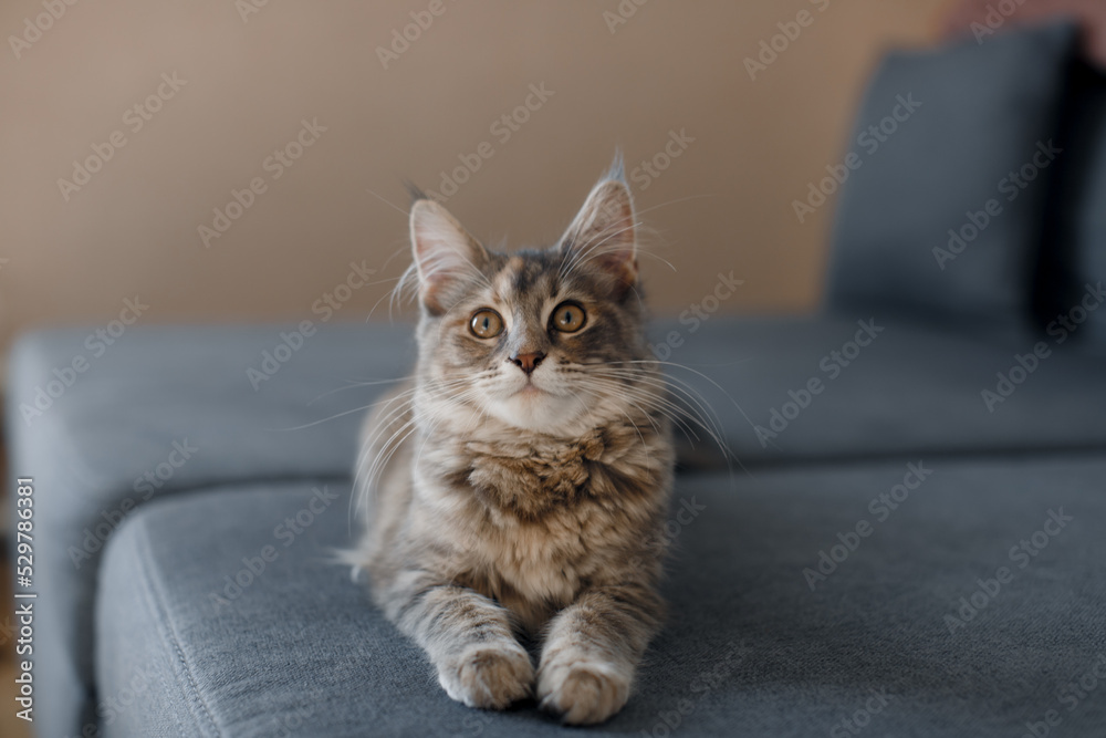 A small grey Maine Coon cat lies on a sofa. Maine Coon kitten. A small grey Maine Coon cat lies on a sofa. Maine Coon kitten.