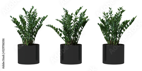 Zanzibar Gem tree in a plant pot isolated on transparent background, minimal and scandinavian style, Realistic 3D render