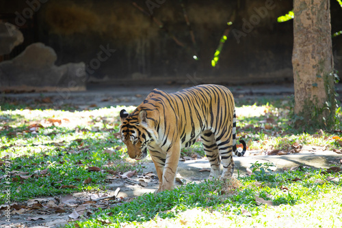 tiger in the open zoo