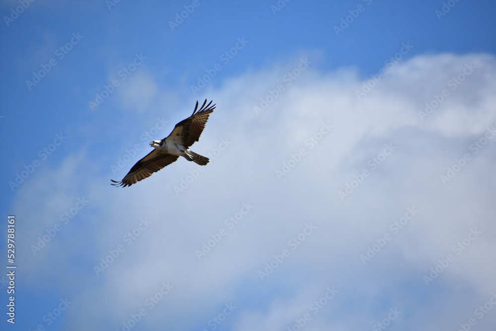 Fish Hawk Flying in a Cloudy Sky Fish Hawk Flying in a Cloudy Sky