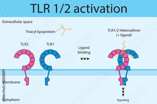 Diagram of TLR1/2 activation - ligand (triacyl lipoprotein) binding, dimerization and signaling. Simple pharmacology and immunology illustration.