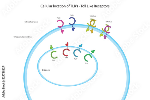 TLR (Toll like receptor) cellular location diagram illustration showing membrane and endosome bound TLR's. Immunology receptors graphic illustration.