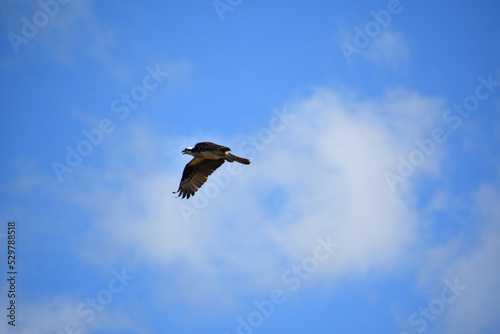 Stunning Osprey Flying in the Skies in Maine