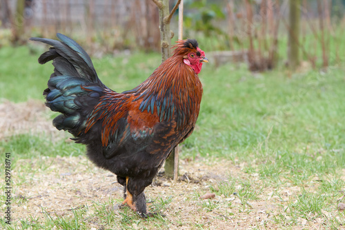 Red rooster of a Poland chicken free range in garden © erwin