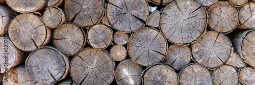 Tree stumps background. Pieces of wood stump background. Round wood stump. Panorama