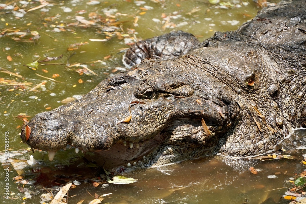Crocodile in water. Saltwater crocodile head above the shallow water in the pond. Endangered dangerous species of reptile. Alligator relaxing in the calm water at the forest. Crocodile in water. Saltwater crocodile head above the shallow water in the pond. Endangered dangerous species of reptile. Alligator relaxing in the calm water at the forest.