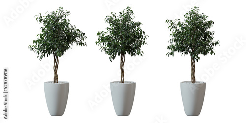 Benjamin Fig tree in a plant pot isolated on transparent background, minimal and scandinavian style,Realistic 3D render