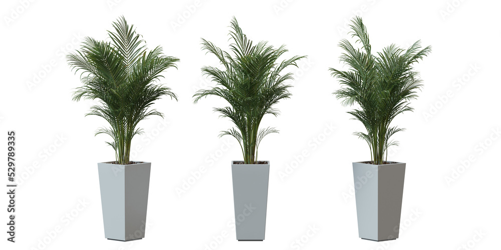 Obraz premium Areca Palm tree in a plant pot isolated on transparent background, minimal and scandinavian style,Realistic 3D render