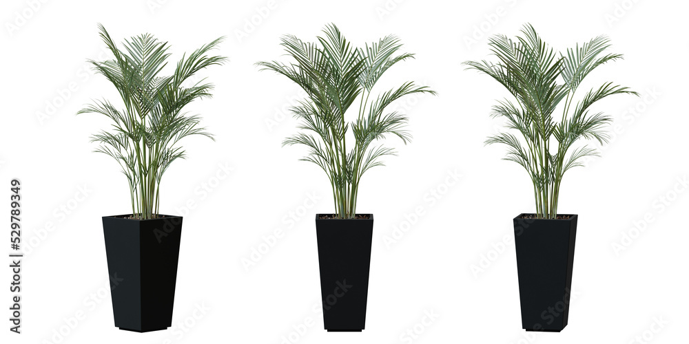 Obraz premium Areca Palm tree in a plant pot isolated on transparent background, minimal and scandinavian style,Realistic 3D render