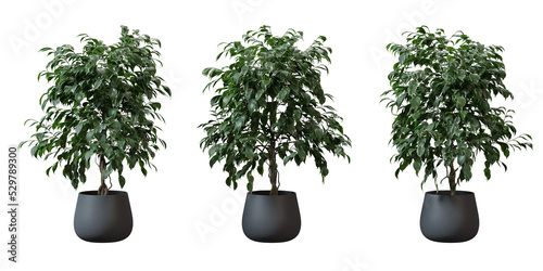 Murais de parede Benjamin Fig tree in a plant pot isolated on transparent background, minimal and