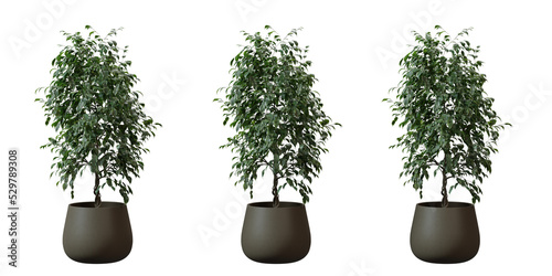 Benjamin Fig tree in a plant pot isolated on transparent background, minimal and scandinavian style,Realistic 3D render