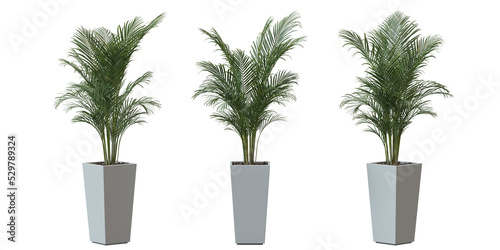 Areca Palm tree in a plant pot isolated on transparent background, minimal and scandinavian style,Realistic 3D render