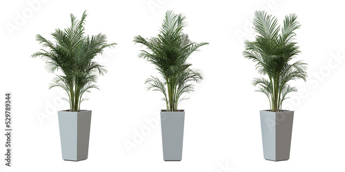 Areca Palm tree in a plant pot isolated on transparent background  minimal and scandinavian style Realistic 3D render