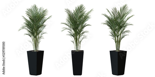 Areca Palm tree in a plant pot isolated on transparent background, minimal and scandinavian style,Realistic 3D render