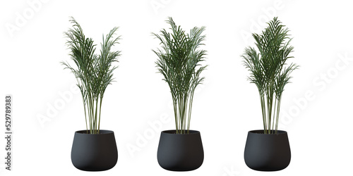 Areca Palm tree in a plant pot isolated on transparent background, minimal and scandinavian style,Realistic 3D render