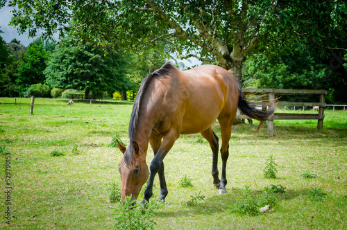 Horse farm in Blarney. Lime grove. photo