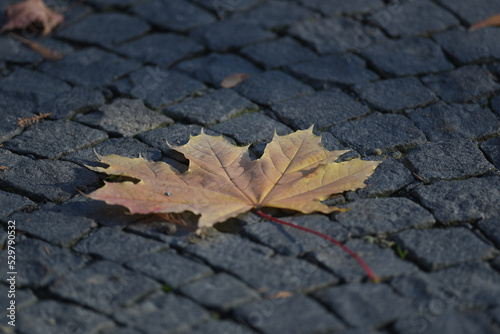 autumn leaves on asphalt