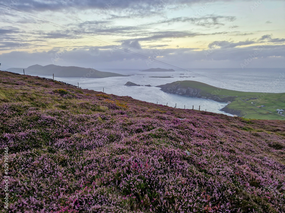 Hillside of Ireland in Dingle with flowers and the oceanview