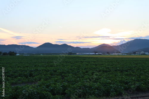 夕焼け