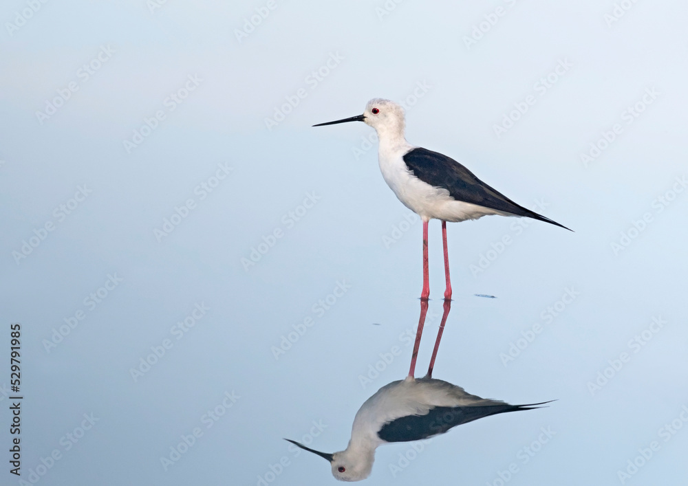 Fototapeta premium Black-winged Stilt (Himantopus himantopus), Greece