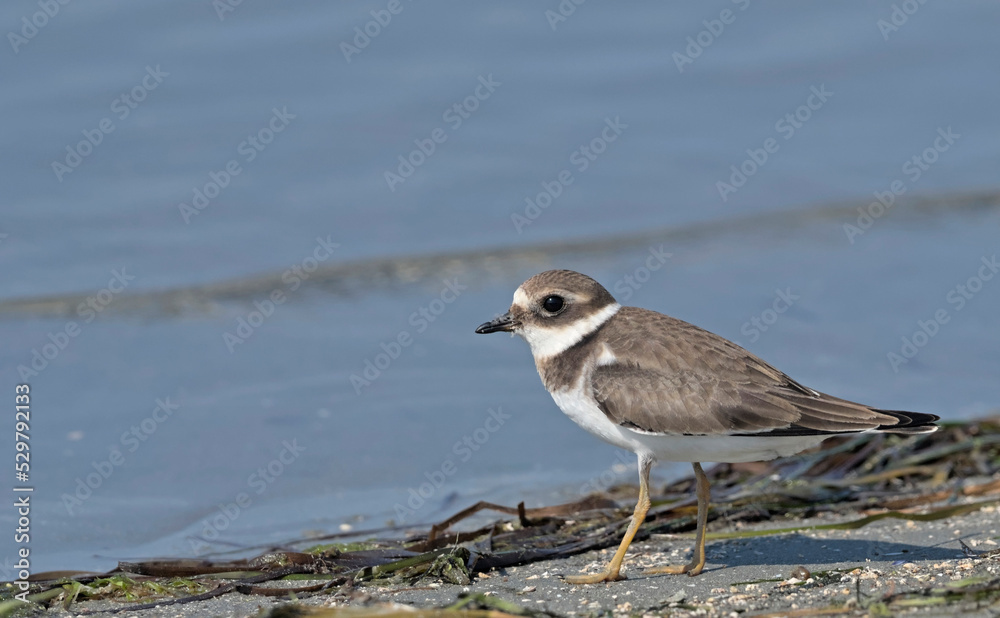 Common Ringed Plover (Charadrius hiaticula) Common Ringed Plover (Charadrius hiaticula)